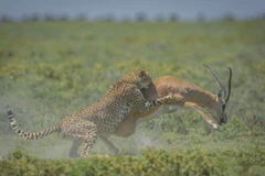 Chú linh dương cố gắng hết sức để chạy thoát. (Nguồn: Caters News Agency)