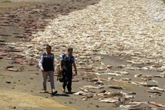 Những con mực mắc cạn trên bãi biển. (Nguồn: RT)