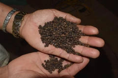 hạt tiêu của Đắk Nông cao hơn so với các vùng trồng tiêu khác (Nguyên Dung-TTXVN)