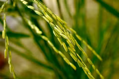 Ảnh minh họa. (Nguồn: ricetoday.irri.org)
