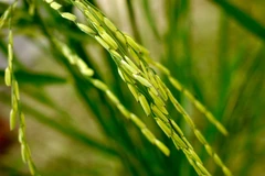 Ảnh minh họa. (Nguồn: ricetoday.irri.org)