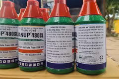 Các chai thuốc trừ cỏ nhãn hiệu KANUP có hoạt chất Glyphosate IPA Salt bị tạm giữ. (Ảnh: Nguyễn Hoài Nam/TTXVN)