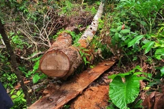 Ảnh minh họa. (Ảnh: TTXVN)