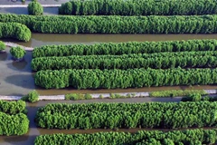 Nuôi tôm sinh thái dưới tán rừng đang là hướng phát triển bền vững giúp tôm Cà Mau nói riêng và ngành tôm Việt Nam nói chung có lợi thế cạnh tranh trên thị trường quốc tế. (Ảnh: Huỳnh Anh/TTXVN)