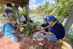 Du khách thưởng thức dừa Bến Tre. (Ảnh: Huỳnh Phúc Hậu/TTXVN)