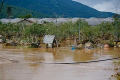 Ảnh minh họa. (Nguồn: baolamdong.vn)