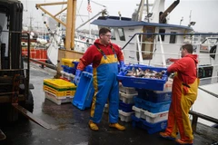 Ngư dân tại cảng South Pier ở Bridlington, Đông Bắc Anh ngày 11/12/2020. (Ảnh: AFP/TTXVN)