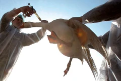 Ảnh minh họa. (Nguồn: reuters.com)