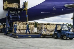 Quy trình vận chuyển bốc dỡ 220 con bò Organic sữa từ chuyên cơ tại sân bay Tân Sơn Nhất diễn ra chỉ trong hơn một giờ đồng hồ.