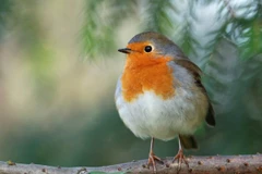 Sóng điện từ làm mất khả năng định hướng của chim di cư