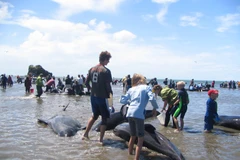 Hàng chục con cá voi mắc cạn tại bờ biển New Zealand