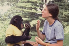 Tinh tinh và con người có nét tương đồng về tính cách