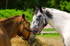 Phát hiện về khả năng giao tiếp bằng tai và mắt của loài ngựa