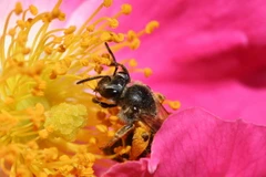 Nọc độc nhện có thể trở thành cứu tinh của loài ong