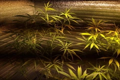 Vườn cần sa đối tượng trồng trong nhà riêng. (Ảnh: Minh Thu/Vietnam+)