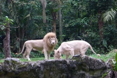 Singapore Zoo được bình chọn là vườn thú đẹp nhất châu Á