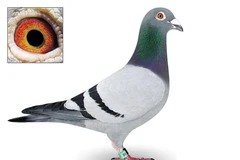 Treo thưởng 10.000 euro cho người tìm lại con bồ câu mất tích