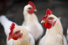 Mỹ thắng kiện trong vụ Ấn Độ hạn chế nhập khẩu thịt gà 