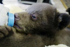 Cứu sống một con gấu con đang ôm xác mẹ trong rừng