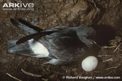 New Zealand lần đầu tiên phát hiện trứng hải âu petrel