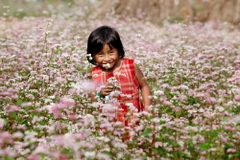 [Photo] Hà Giang đẹp mê lòng trong mùa hoa tam giác mạch