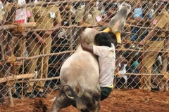 Ấn Độ: Khoảng 50 người bị thương khi tham gia “đấu bò”