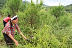 Hộ nghèo và người dân tộc thiểu số là đối tượng được ưu tiên hỗ trợ đào tạo nghề. (Ảnh minh họa: TTXVN)