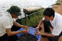 (Kiểm tra chất lượng tôm thương phẩm trước khi cung cấp ra thị trường. Ảnh minh họa: Vũ Sinh/TTXVN)