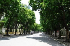 Hà Nội thí điểm xã hội hóa thay thế cây xanh trên các tuyến phố