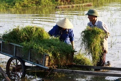Khơi thông những “điểm nghẽn” trong bảo hiểm nông nghiệp 