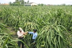 Ứng dụng công nghệ cao trong thâm canh thanh long Chợ Gạo