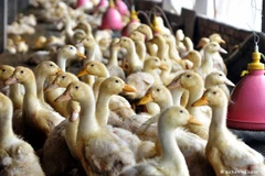 Hà Lan tiêu hủy thêm 8.000 con vịt để phòng tránh cúm gia cầm