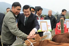 Chủ tịch nước trao tặng bò giống giúp đồng bào nghèo biên giới