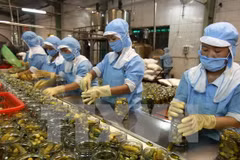 Chế biến nông sản xuất khẩu. (Ảnh: Vũ Sinh/TTXVN)