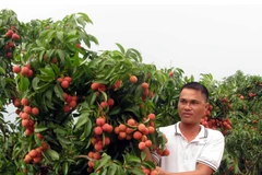 (Ảnh: Dương Trí/TTXVN)