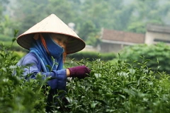 Quảng bá, khai thác nhãn hiệu chè Thái Nguyên tại Mỹ và Trung Quốc