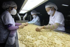Chế biến hạt điều xuất khẩu. (Ảnh: Vũ Sinh/TTXVN)