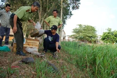 (Ảnh minh họa. Đình Huệ/TTXVN)