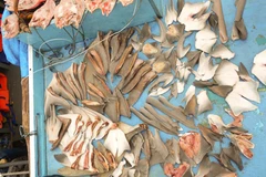 Vây cá mập. (Nguồn: AFP/TTXVN)