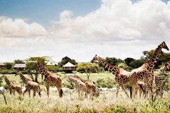 Ảnh minh họa. (Nguồn: rubyhomes.vn)