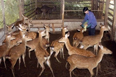 Mô hình chăn nuôi hươu sao quy mô hơn 60 con của một hộ ở xã Sơn Lĩnh, huyện Hương Sơn. (Ảnh: Đình Huệ/TTXVN)