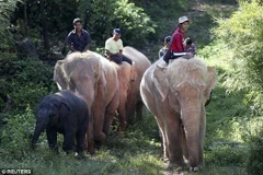 Myanmar là một trong những thành trì cuối cùng của voi châu Á