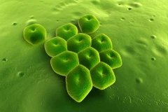 Đức: Năm bệnh nhân đã tử vong do nghi nhiễm vi khuẩn đa kháng