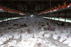 Ảnh minh họa. (Nguồn: AFP/TTXVN)