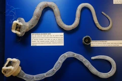 Italy chế tạo cánh tay robot hoạt động giống xúc tu bạch tuộc