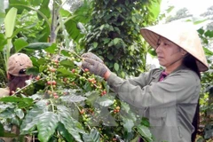 Thu hoạch càphê. (Nguồn: TTXVN)