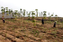 Chăm sóc cây cao su. (Ảnh minh họa: Trần Việt/TTXVN)