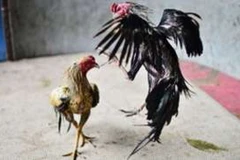 Ảnh minh họa. (Nguồn: AFP)