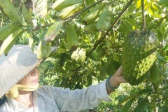 Nông dân Tiền Giang khấm khá nhờ chuyên canh mãng cầu xiêm