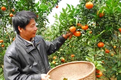 Nghệ An: Cam Xã Đoài đắt hàng dù giá hơn 70.000 đồng một quả